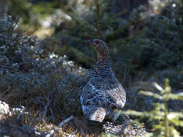 Metso, Western Capercaillie, Tetrao urogallus 